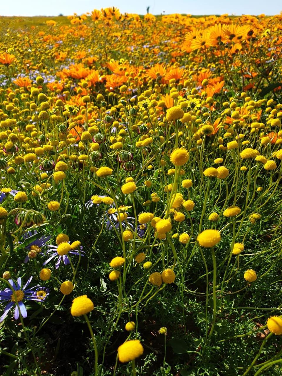 Namaqualand Eco Lodge Lodge *
